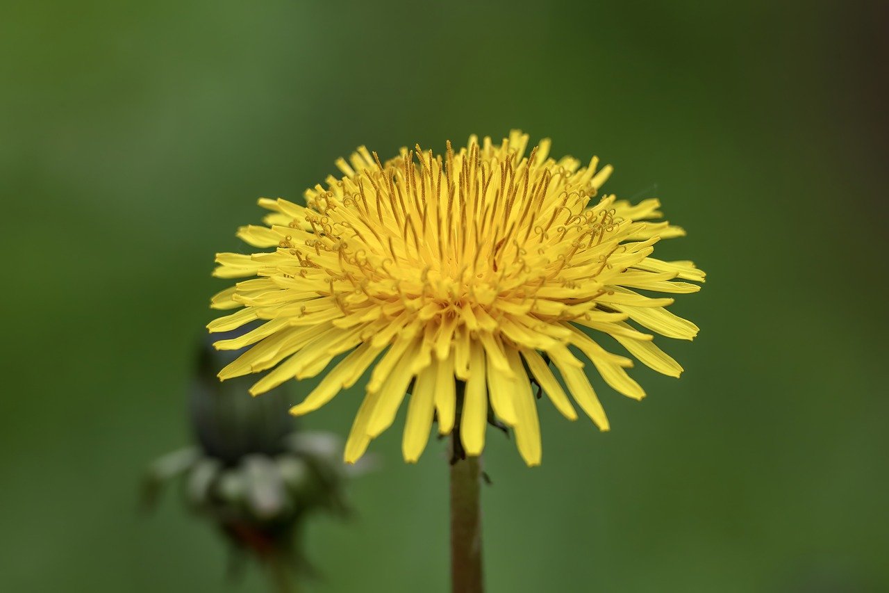 dandelion-8010882_1280