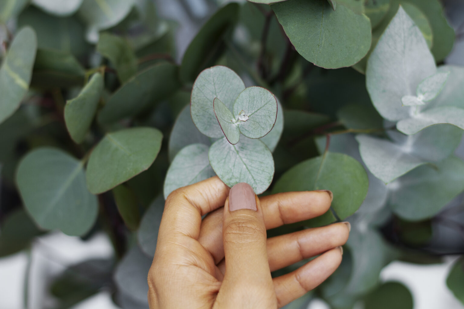 elegant-eucalyptus-background