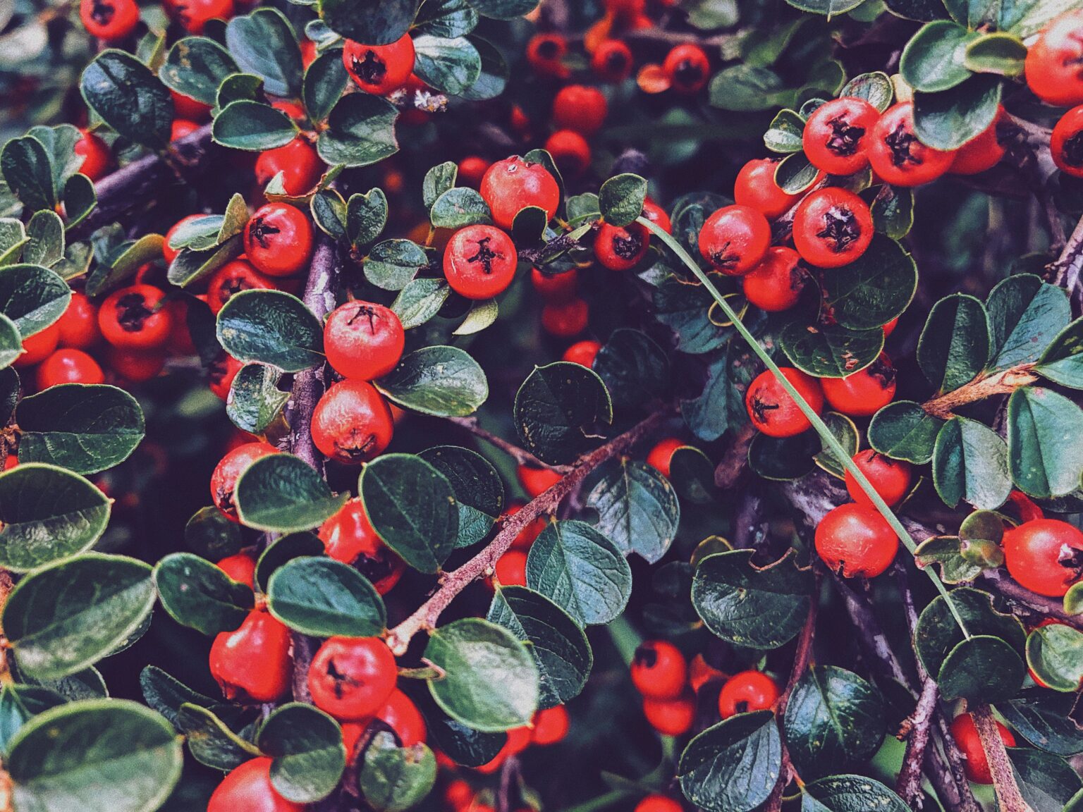 kyrylo-kazachek-LrogTgeatms-unsplash kyrylo-kazachek-LrogTgeatms-unsplash