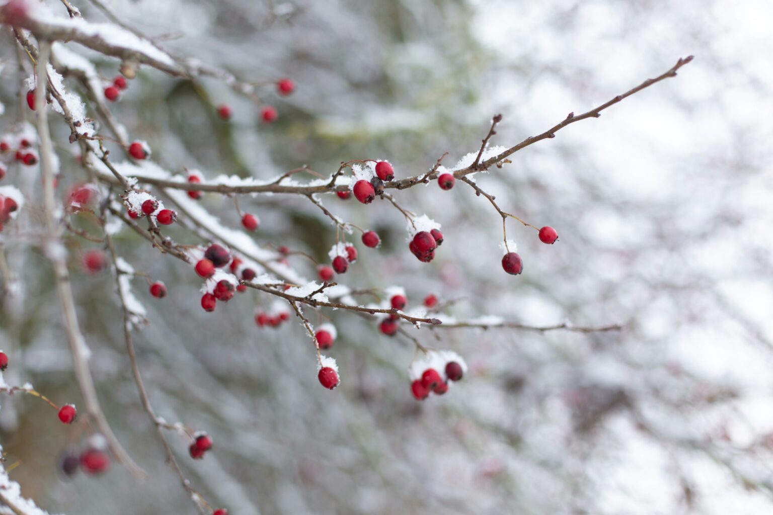 annemarie-schaepman-6yWlZ7xKt7Y-unsplash annemarie-schaepman-6yWlZ7xKt7Y-unsplash