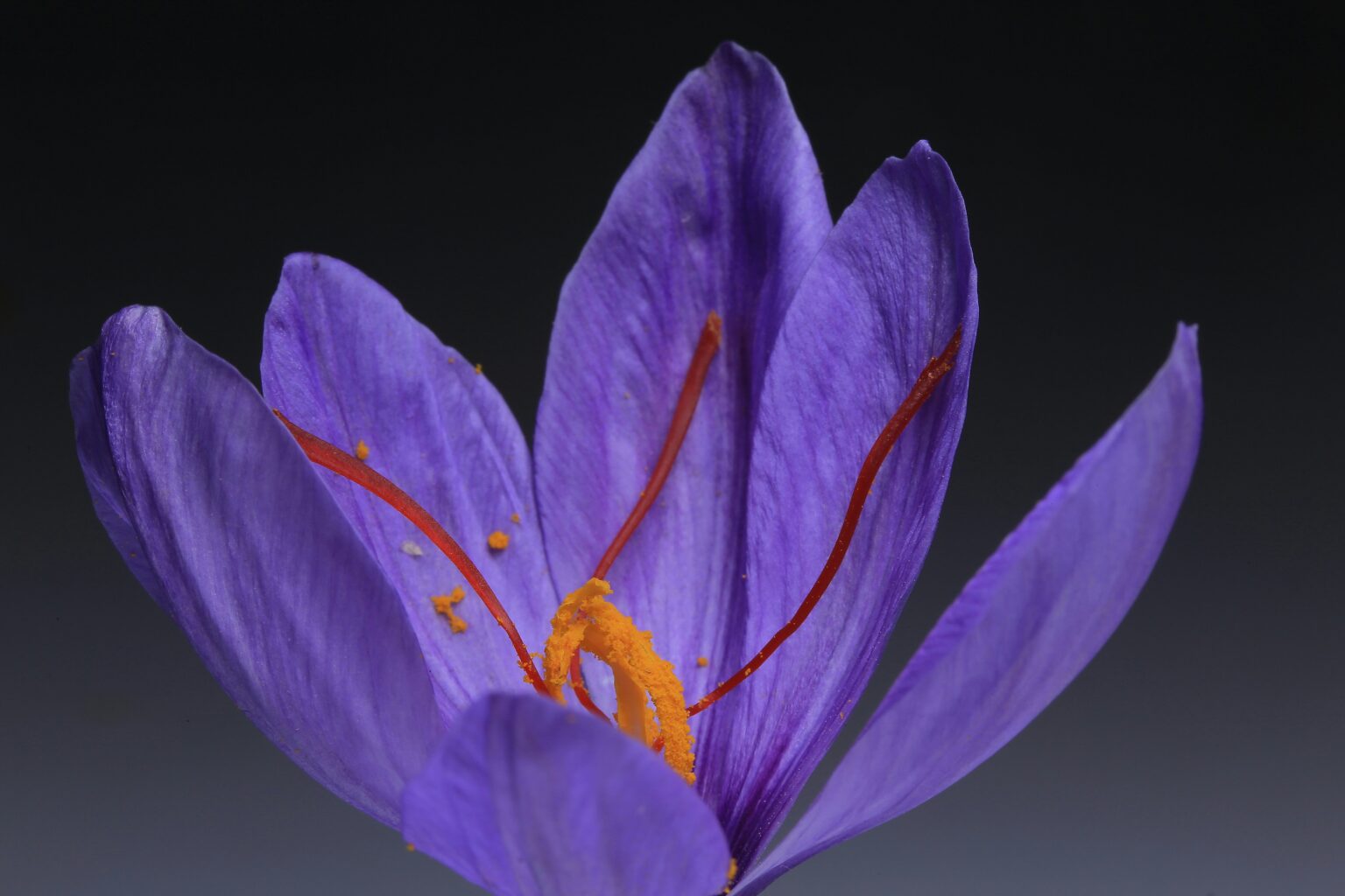 benyamin-bohlouli-GKHNCVWEXW8-unsplash benyamin-bohlouli-GKHNCVWEXW8-unsplash