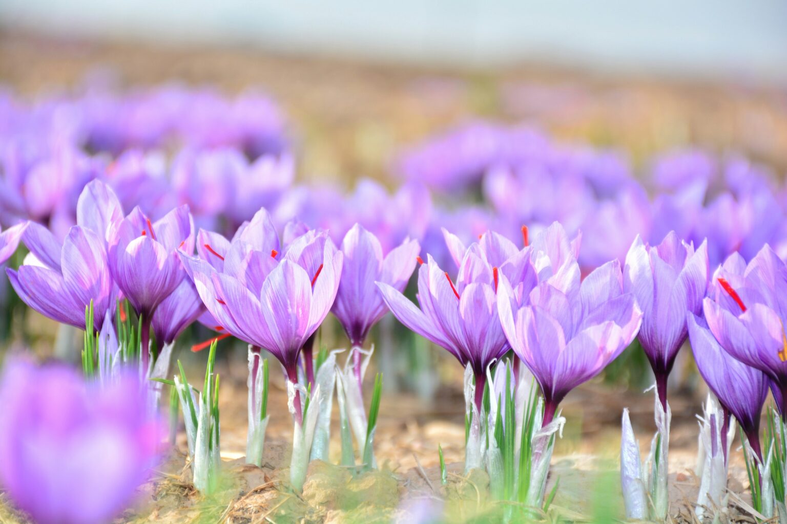 mohammad-amiri-L8B7-OAuP2k-unsplash mohammad-amiri-L8B7-OAuP2k-unsplash