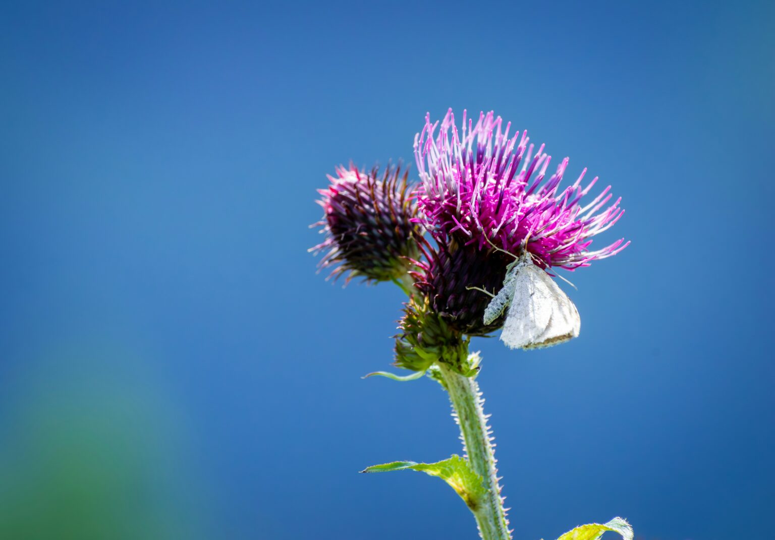 jurjen-vos-Hg5jfnqTakw-unsplash jurjen-vos-Hg5jfnqTakw-unsplash