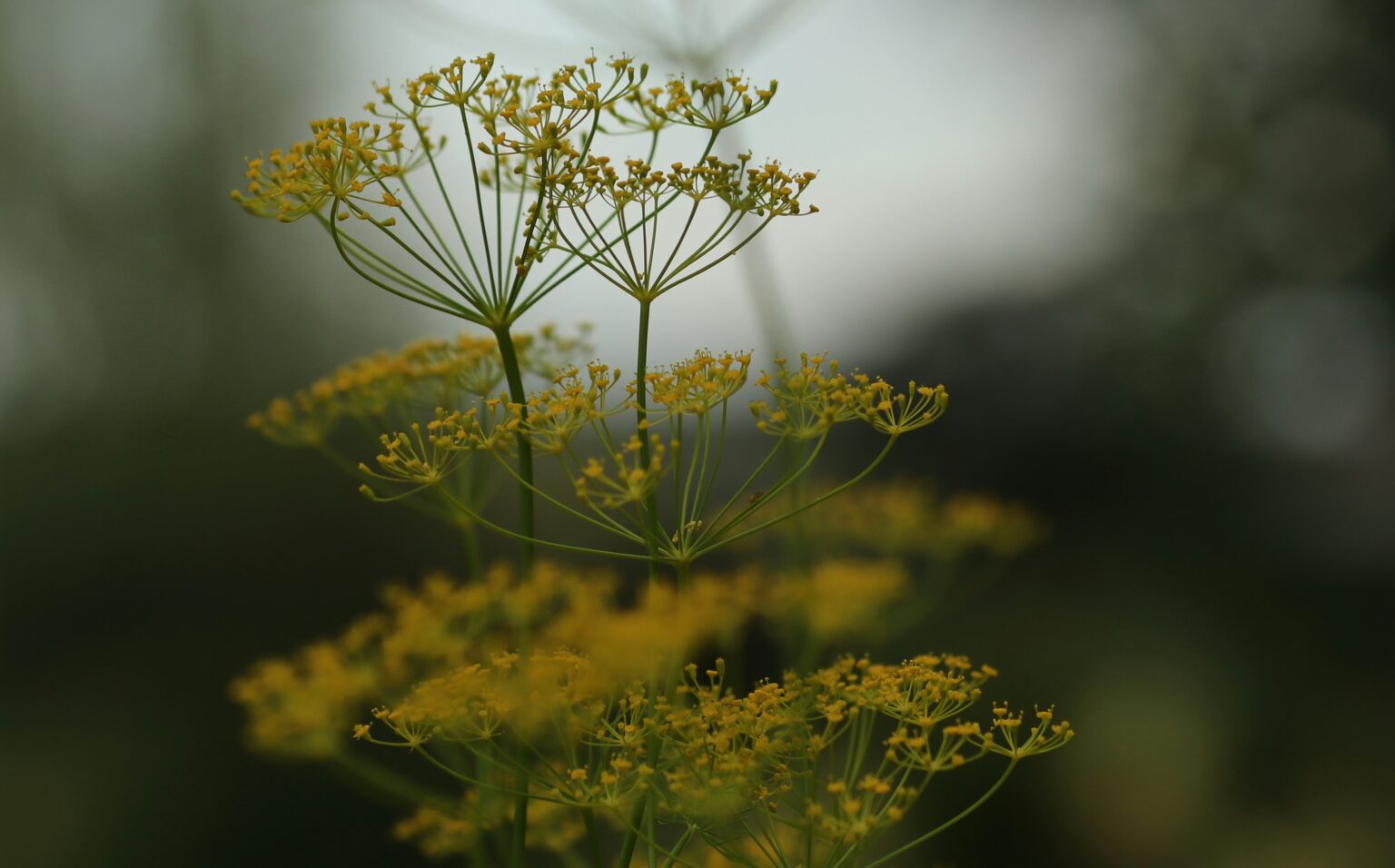 elisa-L146F6VPQx0-unsplash