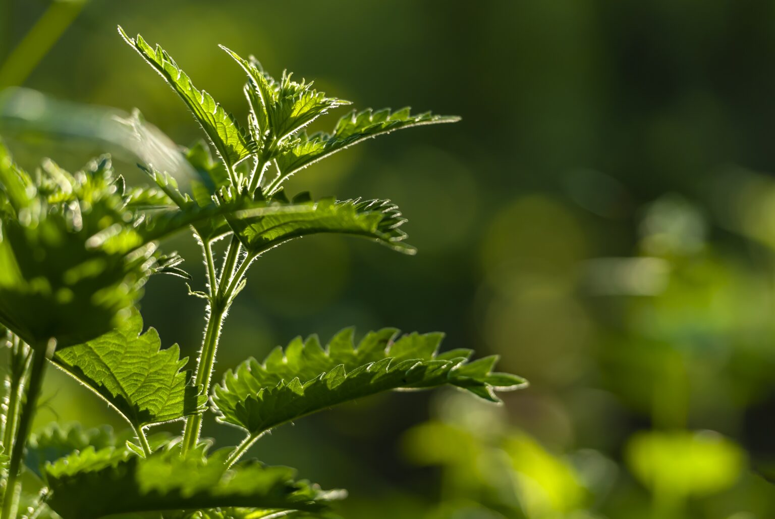 Selective focus shot of growing green plants with greenery on the background Selective focus shot of growing green plants with greenery on the background